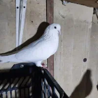 کبوتر یا کفتر