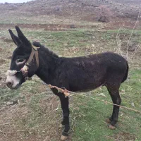 الاغ جوان نر