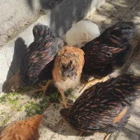 طاقچه ویاندوت وایت بوف جی اس جی|حیوانات مزرعه|مشهد, ویلاشهر|دیوار