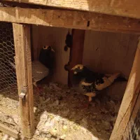 کفتر آلمانی