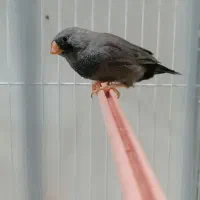 فنچ شارکول اروپایی درشت جوجه|پرنده|مشهد, سرافرازان|دیوار