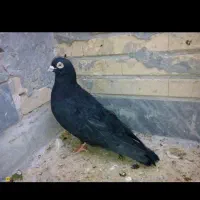 گمشده