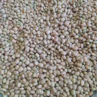 لوبیا آشی|خوردنی و آشامیدنی|دره شهر, |دیوار