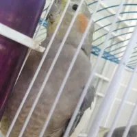 عروس هلندی گمشده
