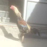 لاری