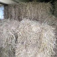 کاه برنج هاشمی