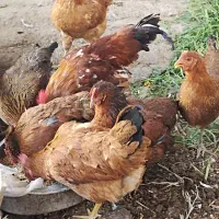 فروش 4 خروس و 15 مرغ تخم گذار|حیوانات مزرعه|شیراز, جمال آباد|دیوار