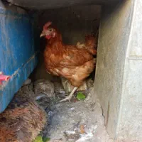 مرغ تخمگذار|حیوانات مزرعه|قدس, شهرقدس|دیوار