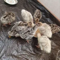 ۹ عدد جوجه بوقلمون سالم و سرحال