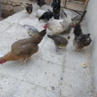 مرغ و بوقلمون فروشی