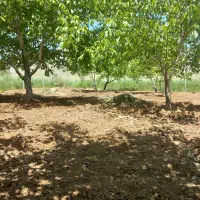 باغ-گردو