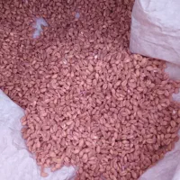 گندم پیشگام