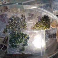 گارنت