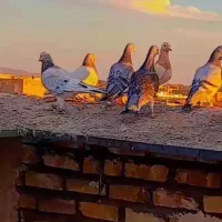 سلام تعداد 30 کفتر بوم 10 حیوان دیگه هست