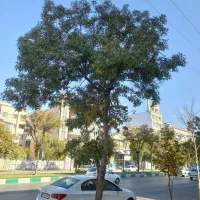 زمین کوی پزشکان