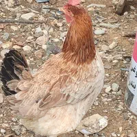 مرغ و خروس محلی|حیوانات مزرعه|شیراز, محمدیه|دیوار