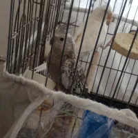 عروس هلندی نر و ماده