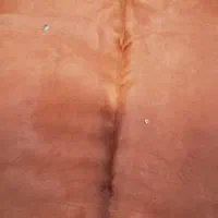 پوست بزرگ|فرش|مشهد, احمدآباد|دیوار