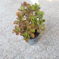 گل طبیعی صدعدد