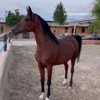 مادیان 6سال