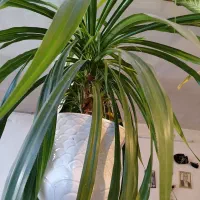 گل بسیارزیبا بزرگ پاندانوس