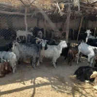 حیوان|حیوانات مزرعه|دوگنبدان, |دیوار
