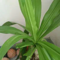 گل های ذرتی بزرگ|گل و گیاه طبیعی|شیراز, شهرک والفجر|دیوار