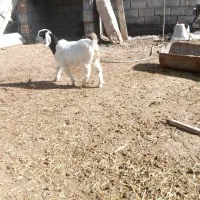 دو عدد بزغاله نروماده