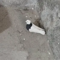 کبوتر طوقی کاکل|پرنده|خلیل آباد, |دیوار