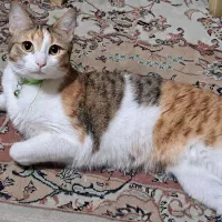 واگذاری رابی