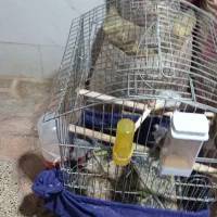 عروس هلندی|پرنده|دالاهو, |دیوار