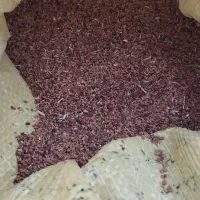 بذر علف محلی