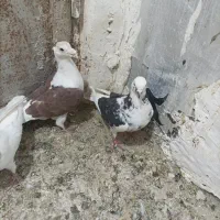 کبوتر|پرنده|قروه, |دیوار