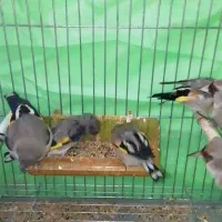 سهره کرمانی گلچین|پرنده|شهر بابک, |دیوار