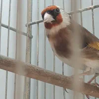 سهره نشون دار و قفس