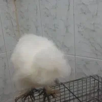 جوجه ابریشمی