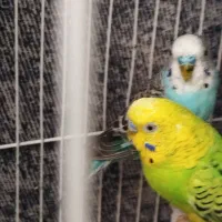 مرغ عشق|پرنده|شیروان (خراسان), |دیوار