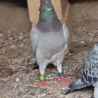 سه عدد کبوتر ماده مسافتی