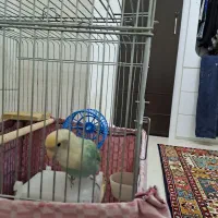 طوطی برزیلی نر همراه با قفس.بدون قفس هم داده میشود