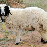 با سلام قصاب سیار درب منزل