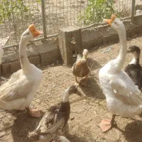 جفت  قوغازچینی