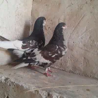 رنگی|پرنده|اهرم, |دیوار