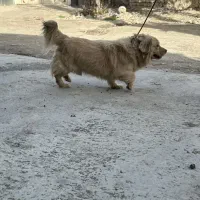 سگ .|سگ|قرچک, مهدیه|دیوار