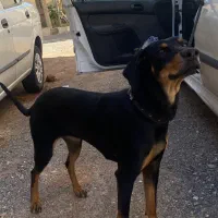 دوبرمن ماده آماده جفت گیری