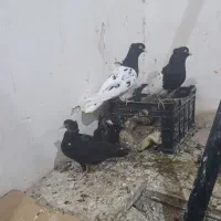 پرنده