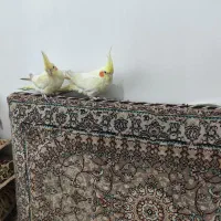 دوتاعروس هلندی جوان نر ومادە بدون هیچ مشکلی|پرنده|مریوان, |دیوار