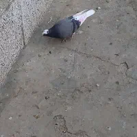 کبوترفروشی