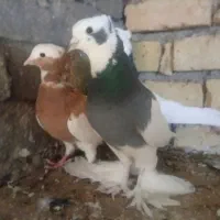 طوقی.