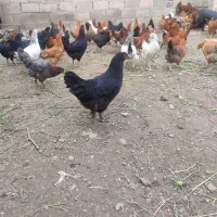 فروش مرغ محلی