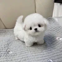 مالتیپو کوچولو